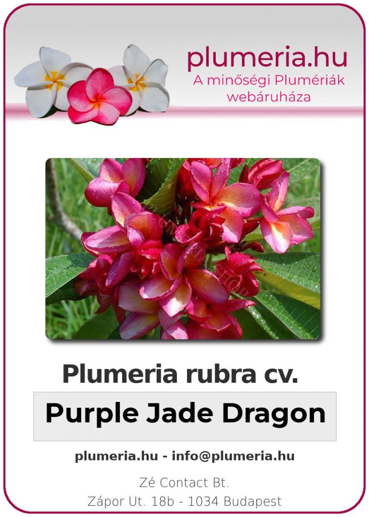 Plumeria rubra "Purple Jade Dragon" - dugvány