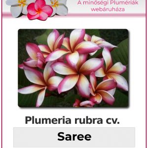 Plumeria rubra - "Saree"