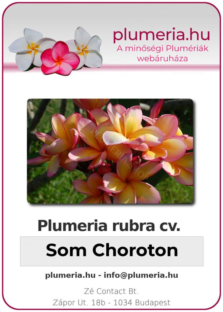 Plumeria rubra "Som Choroton" - dugvány