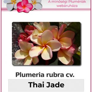 Plumeria rubra - "Thai Jade"