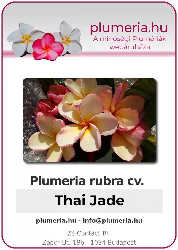 Plumeria rubra - "Thai Jade"