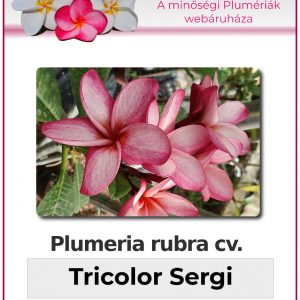 Plumeria rubra - "Tricolor Sergi"