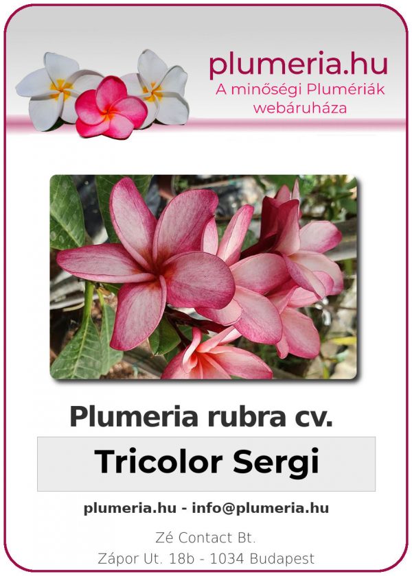 Plumeria rubra - "Tricolor Sergi"
