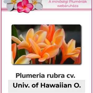 Plumeria rubra - "University of Hawaiian Orange"