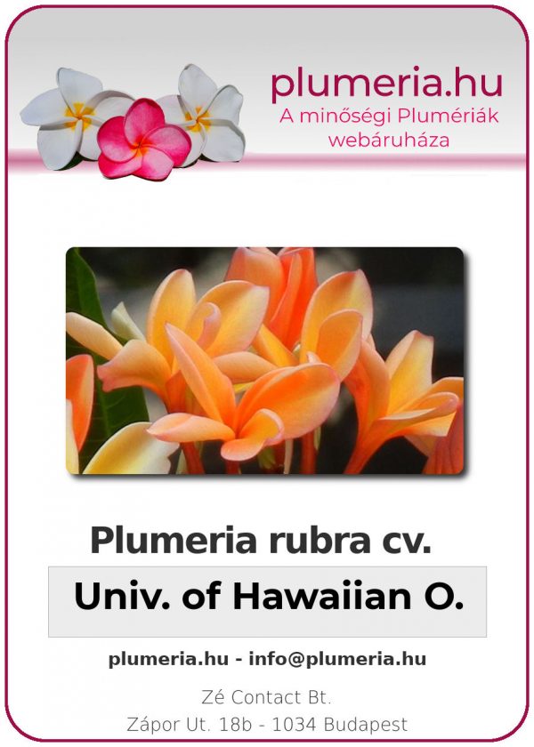 Plumeria rubra - "University of Hawaiian Orange"