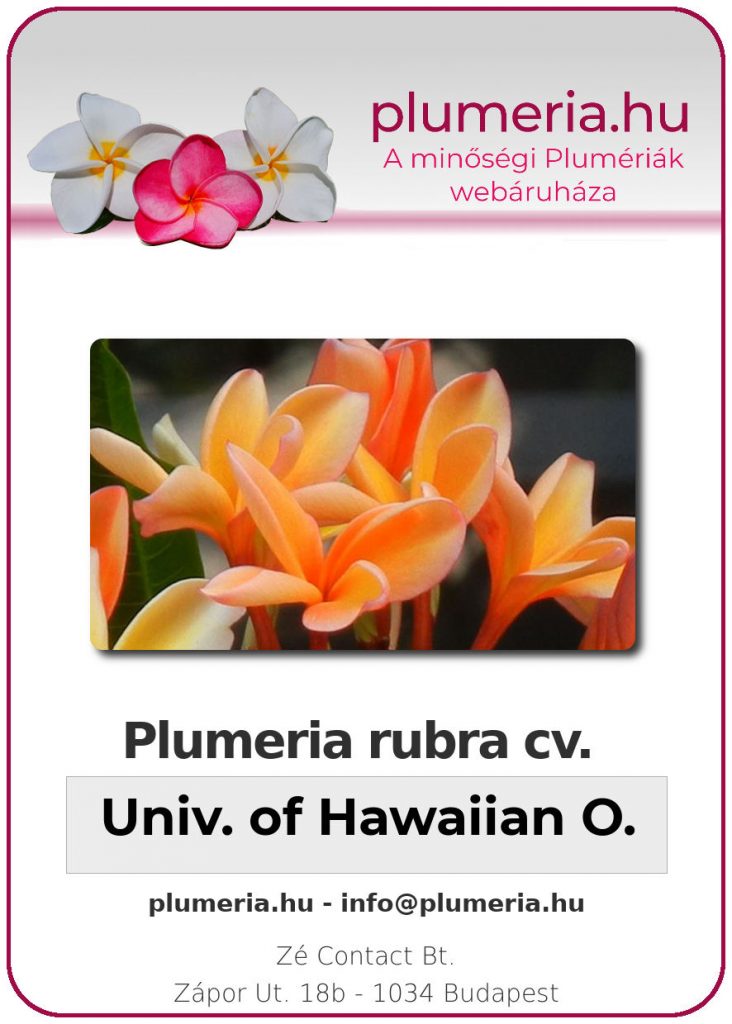 Plumeria rubra "University of Hawaiian Orange" - dugvány