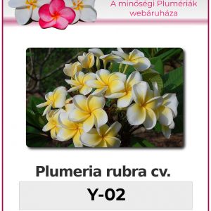 Plumeria rubra - "Y02"