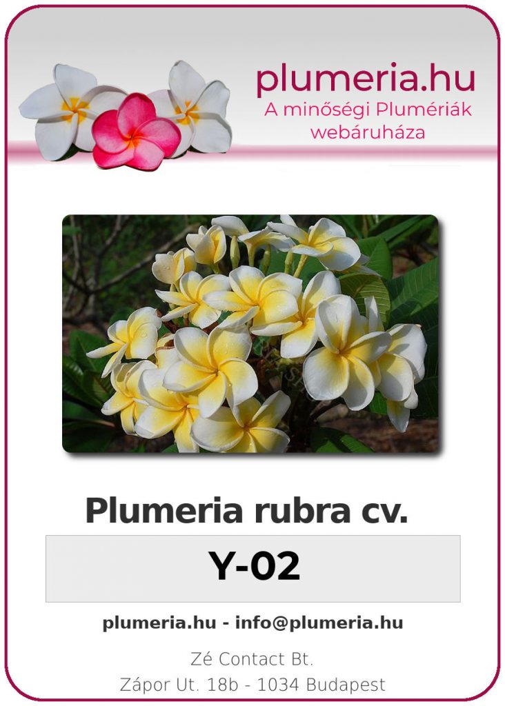 Plumeria rubra "Y02" - dugvány