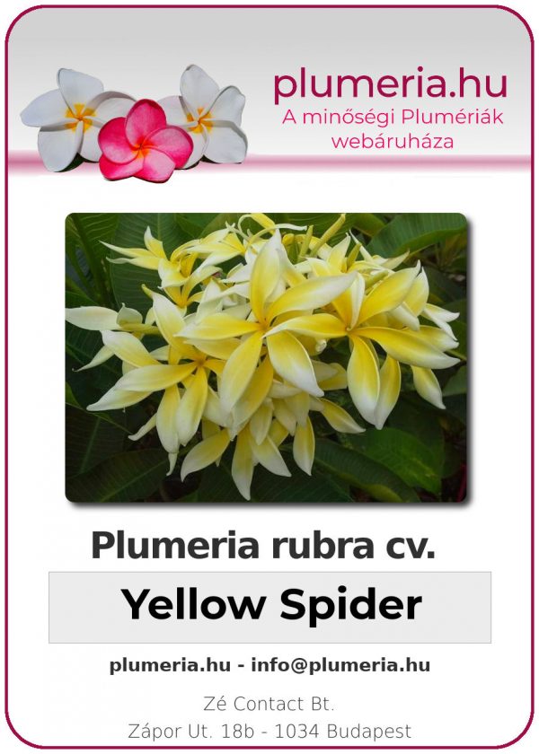 Plumeria rubra - "Yellow Spider"