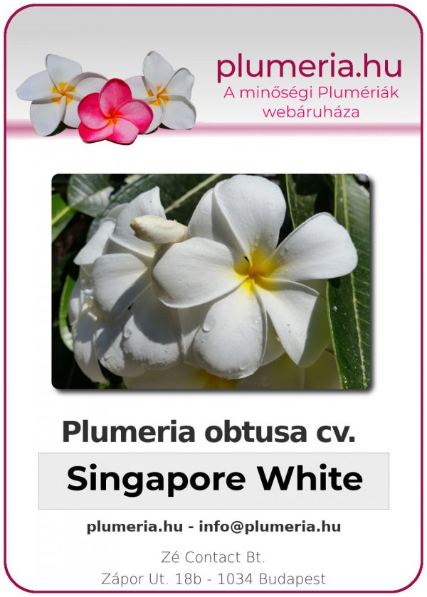 Plumeria obtusa - "Singapore White"