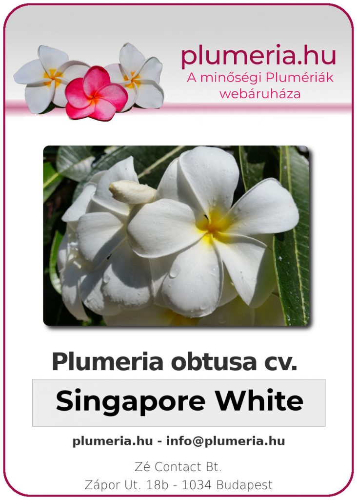 Plumeria obtusa Singapore white - dugvány