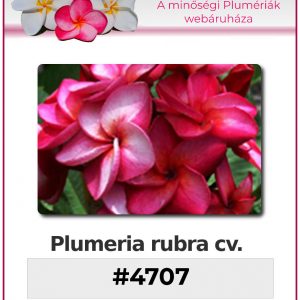 Plumeria rubra - "#4707"