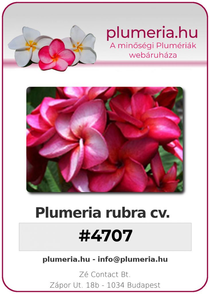 Plumeria rubra "#4707"