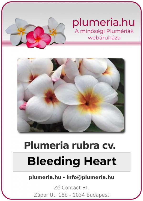 Plumeria rubra - "Bleeding Heart"