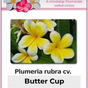 Plumeria rubra - "Butter Cup"
