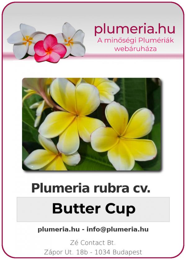 Plumeria rubra - "Butter Cup"