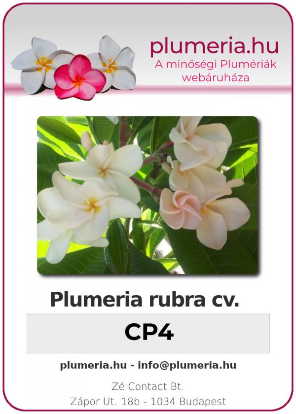 Plumeria rubra - "CP4"