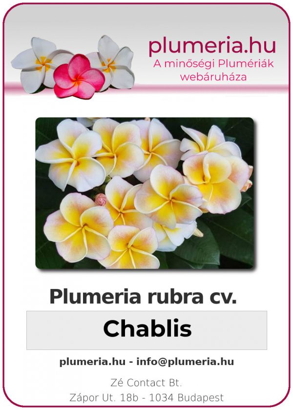 Plumeria rubra - "Chablis"