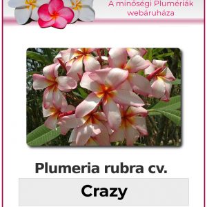 Plumeria rubra - "Crazy"
