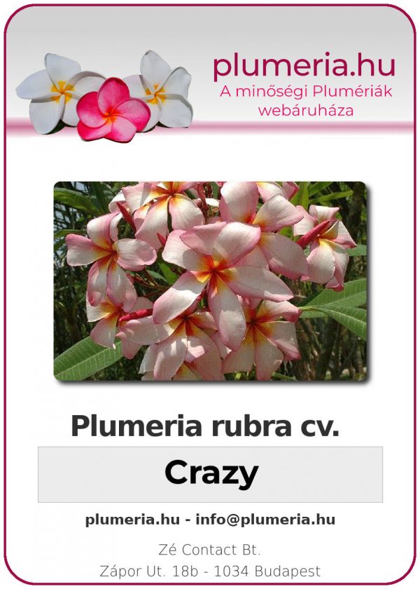 Plumeria rubra - "Crazy"