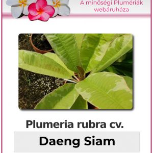 Plumeria rubra - "Daeng Siam"