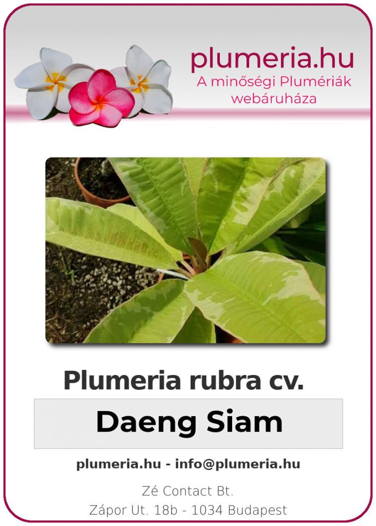 Plumeria rubra "Daeng Siam"