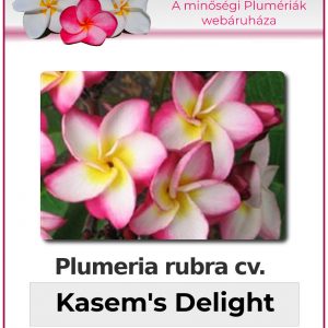 Plumeria rubra - "Kasems Delight"
