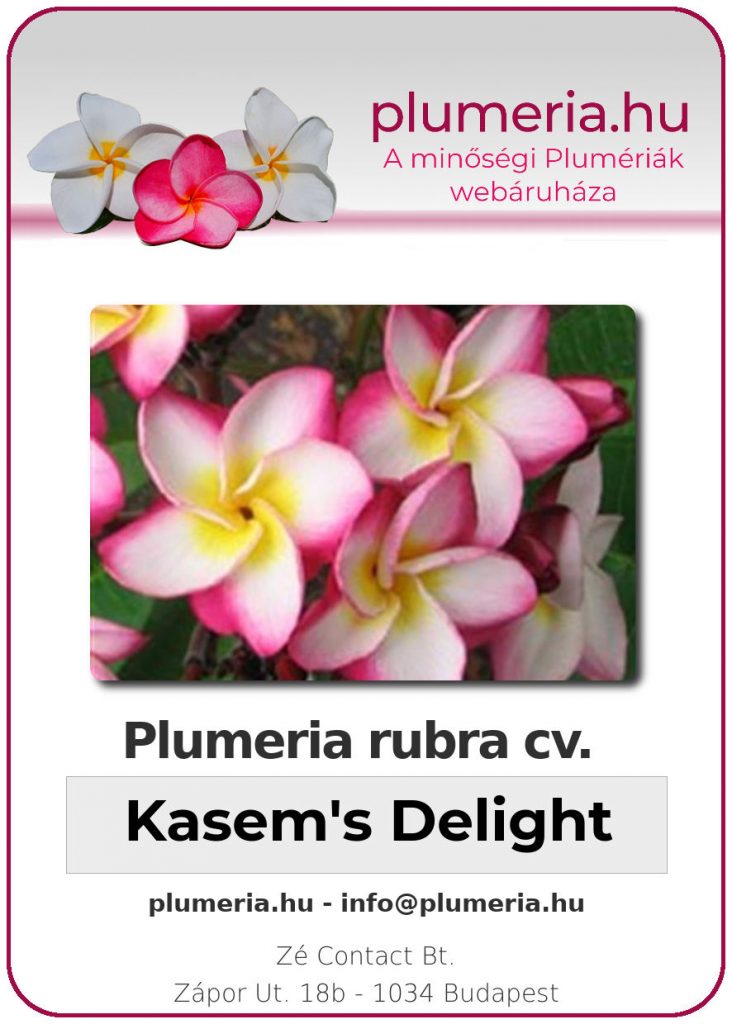 Plumeria rubra "Kasem's Delight"