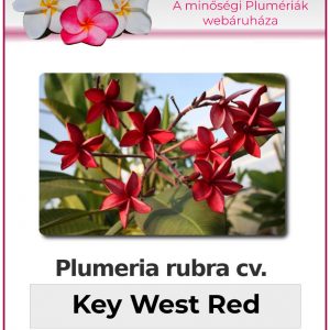Plumeria rubra - "Key West Red"