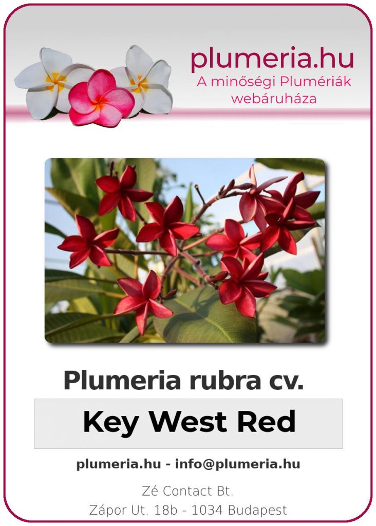 Plumeria rubra "Key West Red" - kopasz gyökér