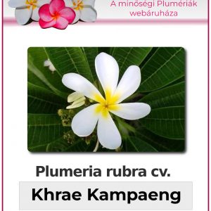 Plumeria rubra - "Khrae Kampaeng"