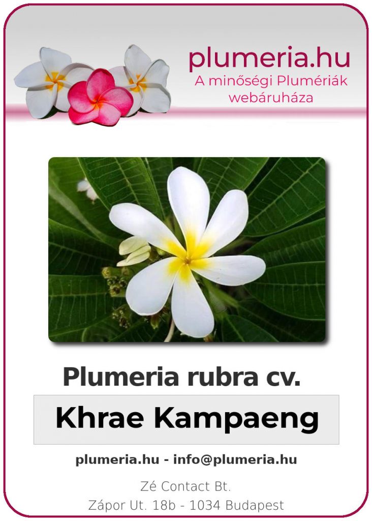 Plumeria rubra "Khrae Kampaeng"