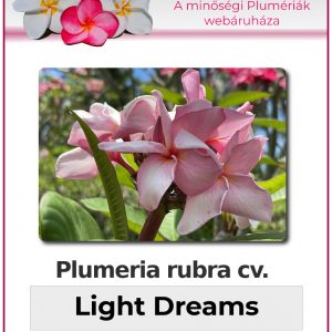 Plumeria rubra - "Light Dreams"