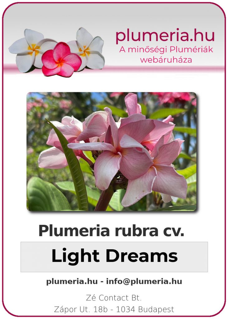Plumeria rubra "Light Dreams" - dugvány