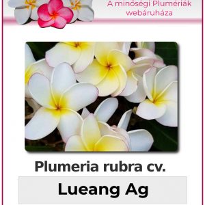 Plumeria rubra - "Lueang Ag"