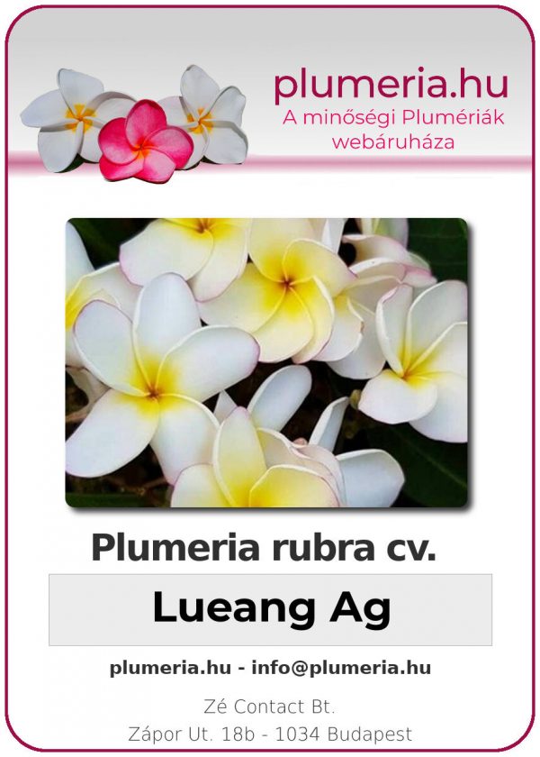 Plumeria rubra - "Lueang Ag"
