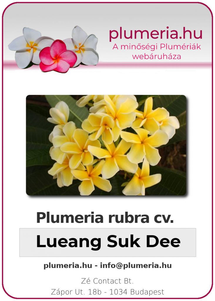 Napsárga plumeria válogatás
