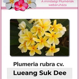 Plumeria rubra - "Lueang Suk Dee"