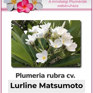 Plumeria rubra - "Lurline Matsumoto"