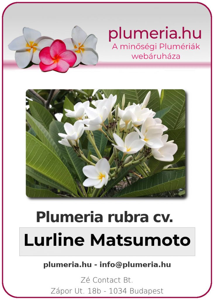 Plumeria rubra "Lurline Matsumoto" - dugvány