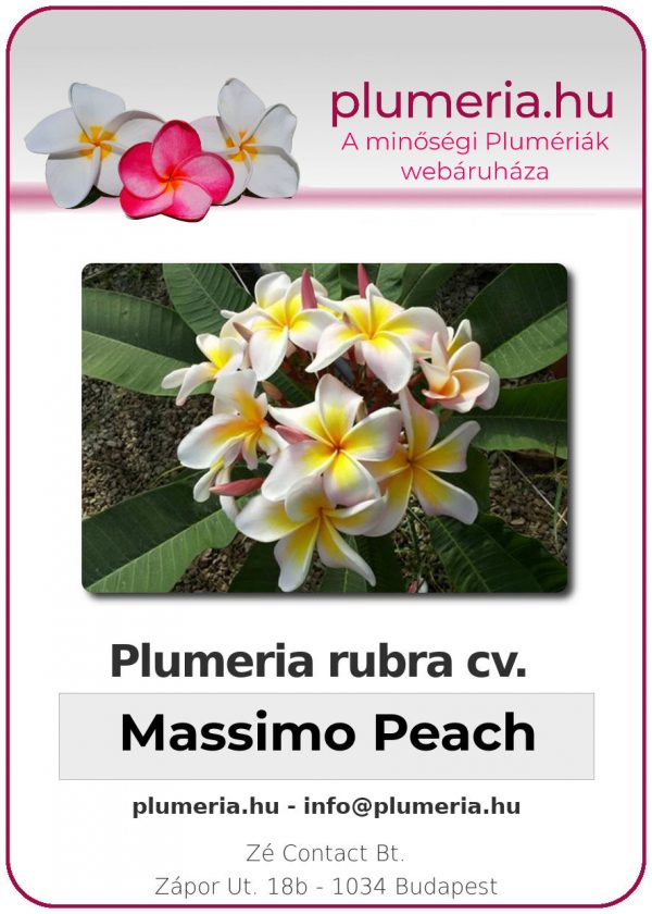 Plumeria rubra - "Massimo Peach"