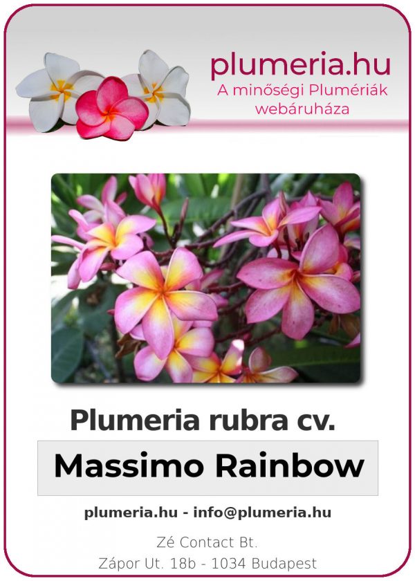 Plumeria rubra - "Massimo Rainbow"