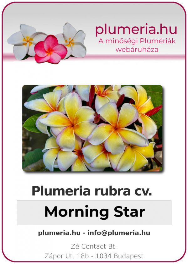 Plumeria rubra - "Morning Star"