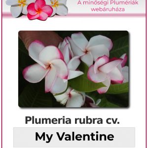 Plumeria rubra - "My Valentine"