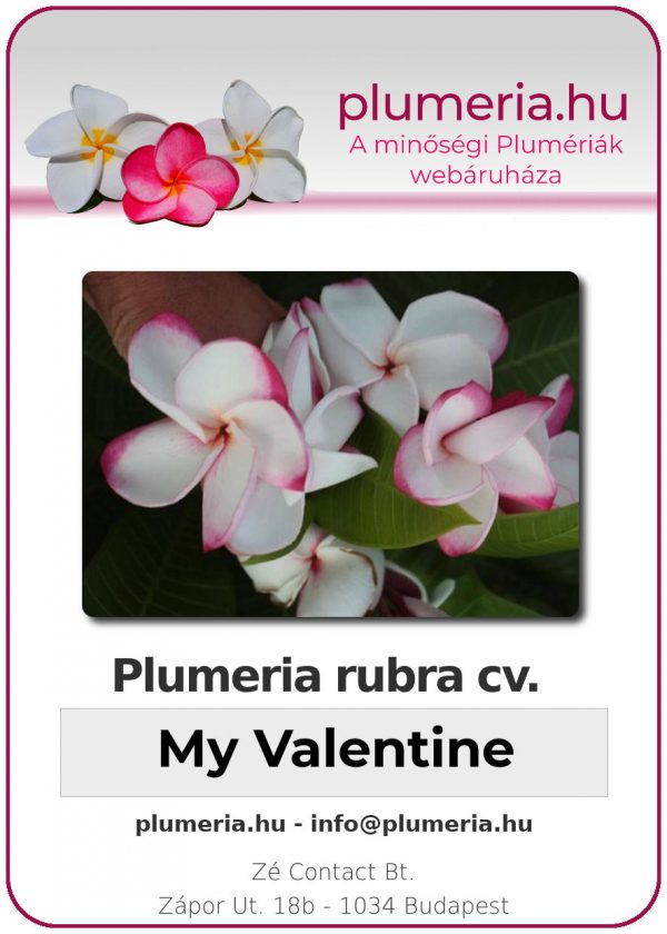 Plumeria rubra - "My Valentine"