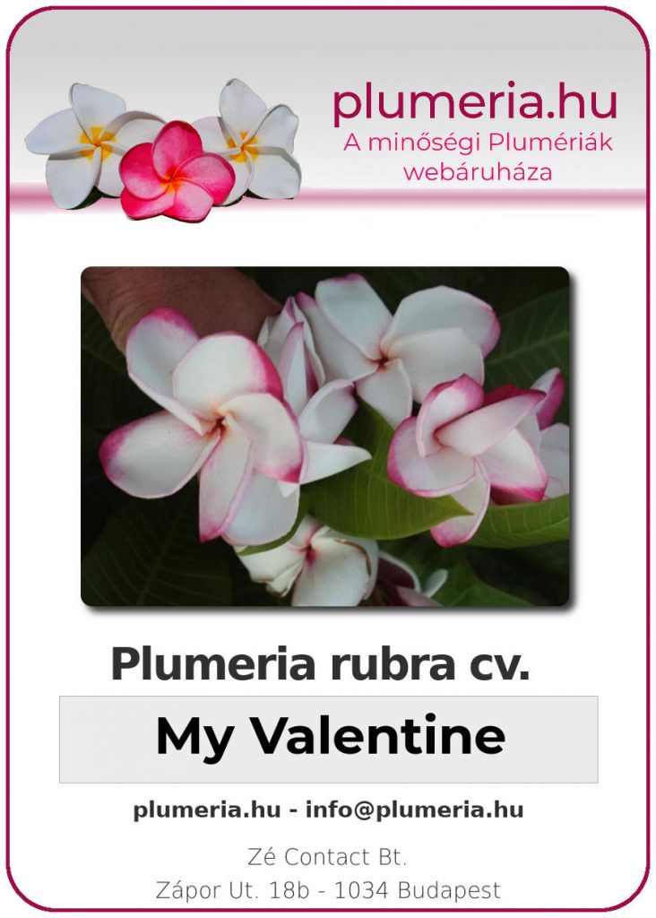 Plumeria rubra "My Valentine"