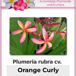 Plumeria rubra - "Orange Curly"