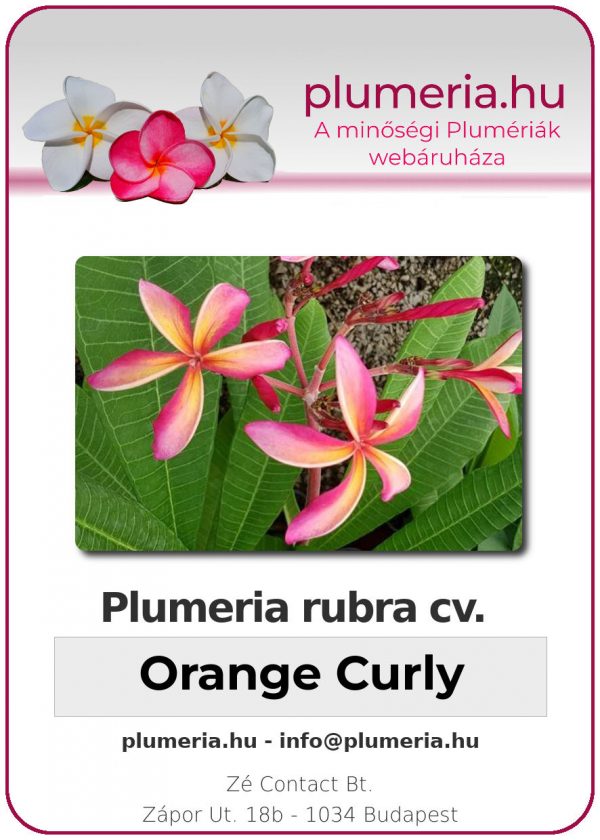 Plumeria rubra - "Orange Curly"