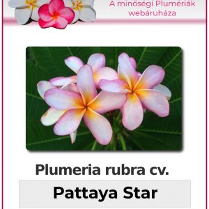 Plumeria rubra - "Pattaya Star"