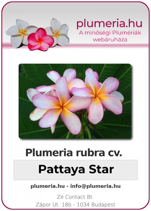 Plumeria rubra - "Pattaya Star"